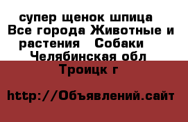 супер щенок шпица - Все города Животные и растения » Собаки   . Челябинская обл.,Троицк г.